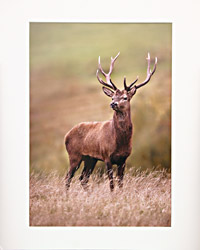 Red Deer Stag by Larry Bedigan