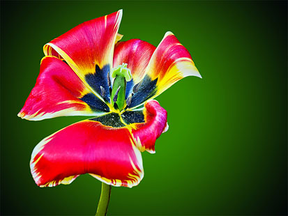 Open Tulip by Michael Balfour