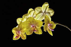 Yellow Orchids by Bill Norfolk