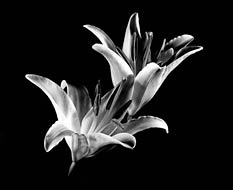 Lilies by Kevin Allan