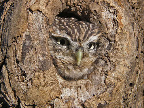Little Owlby June Atkinson