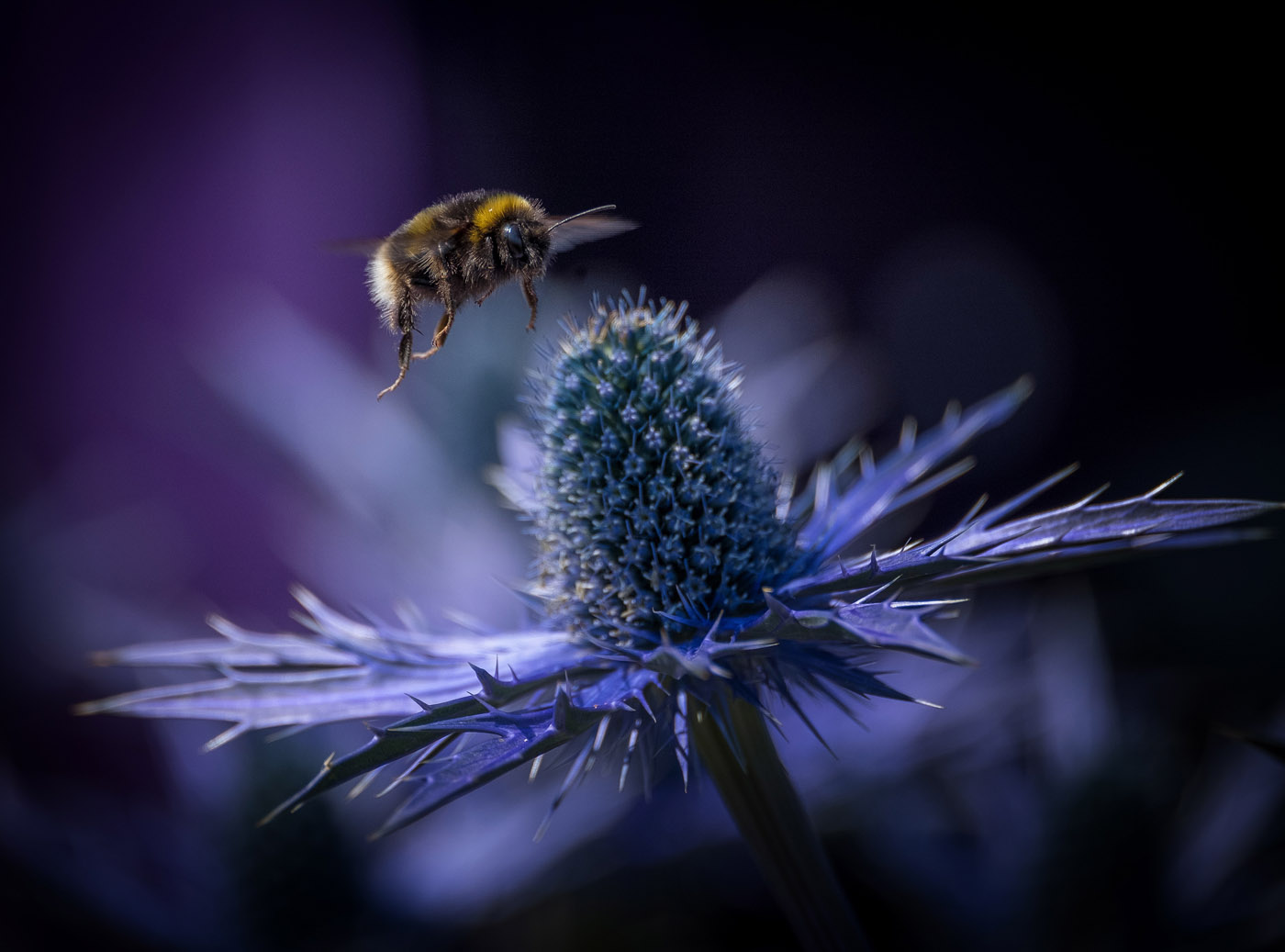 1st place Busybee by Phil Robson