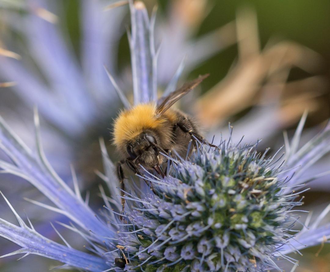 Bumble Bee on Eryngium by Bill Norfolk