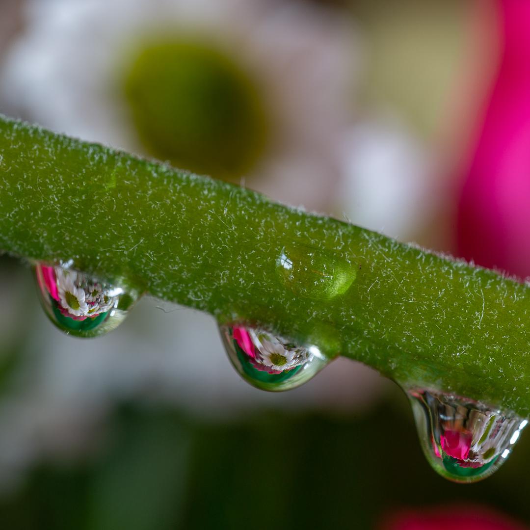 Dew Drops by Tony McCann