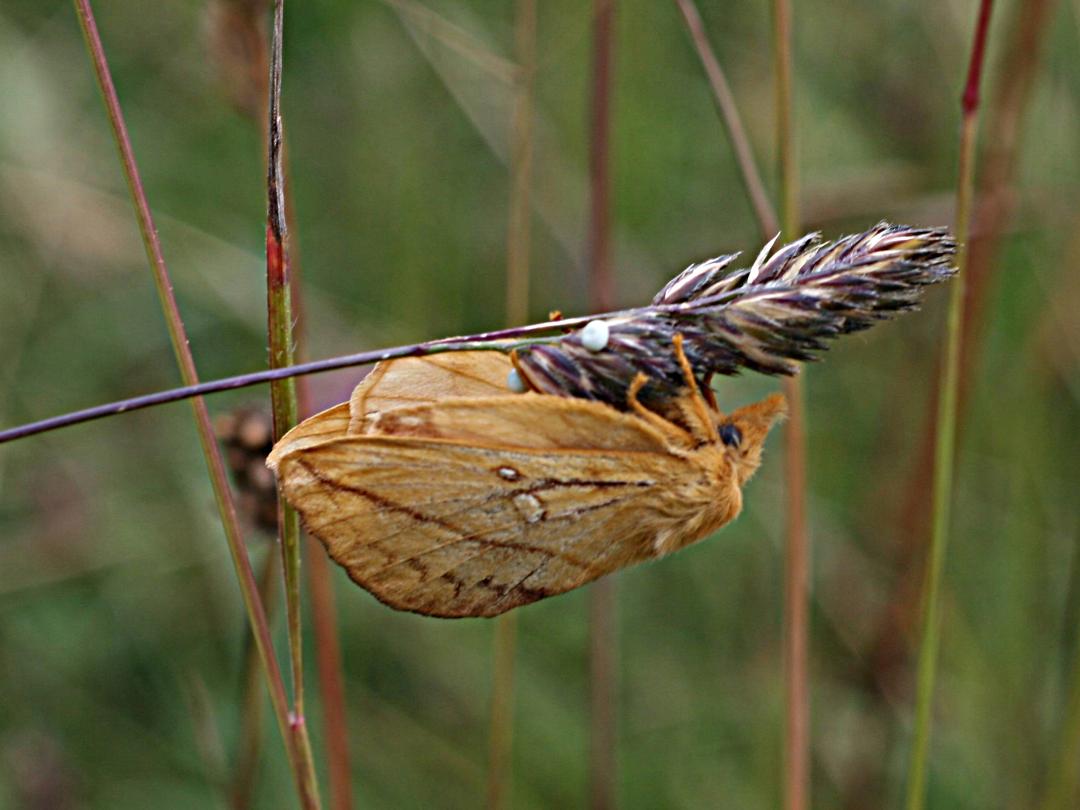 Drinker Moth Laying Eggs by Trevor Spencer