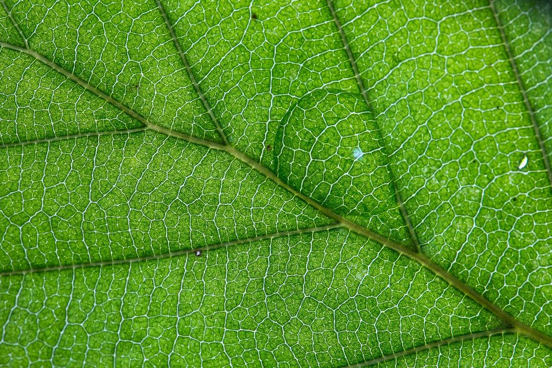 Green Leaf by Tony McCann