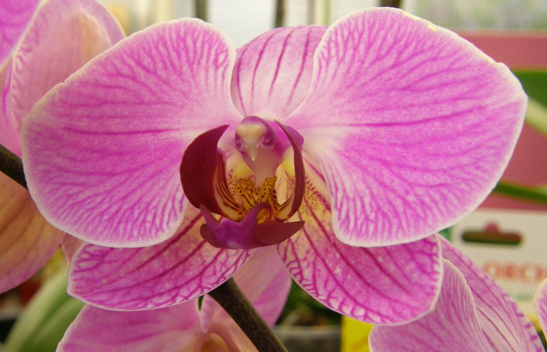 Moth Orchid by June Atkinson