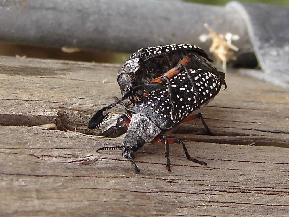 Tasmanian Fan-horned Beetles by Mike Sadler