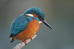 Kingfisher by Keith Hildreth DPAGB