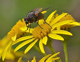 Autumn Hoverfly by Ian Woodrow