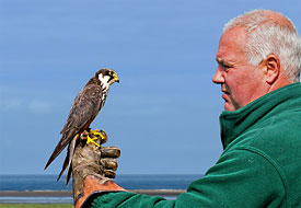  Kestrel by Michael Balfour