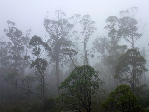 Forest Mist by Mike Sadler