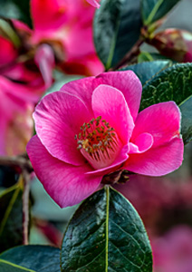 Pink Camelliaby  Bill Norfolk