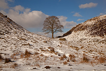 Sycamore Gapby  Elspeth Gordon