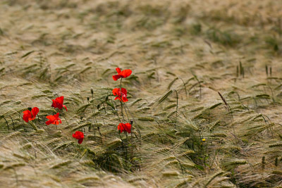 Poppies in Barleyby Bill Norfolk