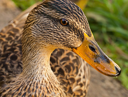 Lady Mallardby  Elspeth Gordon