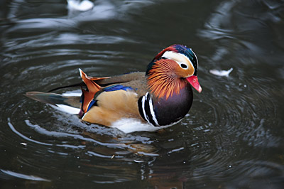 Mandarin Duckby  Ken Godfrey