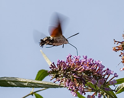 Humming Bird Hawk Mothby  Bill Norfolk