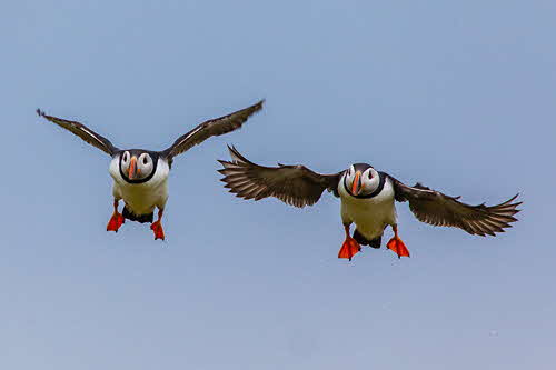 Landing Pairby Bill Norfolk