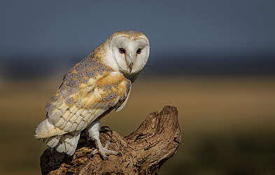 Larry Bedigan's Barn Owl - the top image receiving 30 points