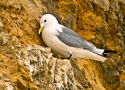 Kittiwakeby Ken Godfrey