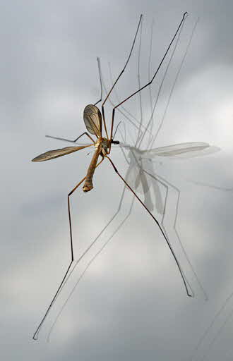 Double Glazed Daddy Long Legsby Helen Bradley