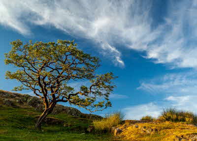 Knarled Treeby Elspeth Peddie