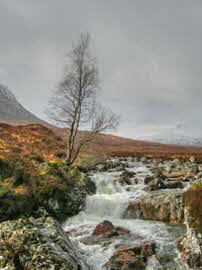 The Only Tree in the Valleyby Alan Barker