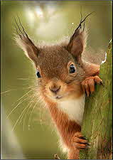 Red Squirrelby Alan Barker