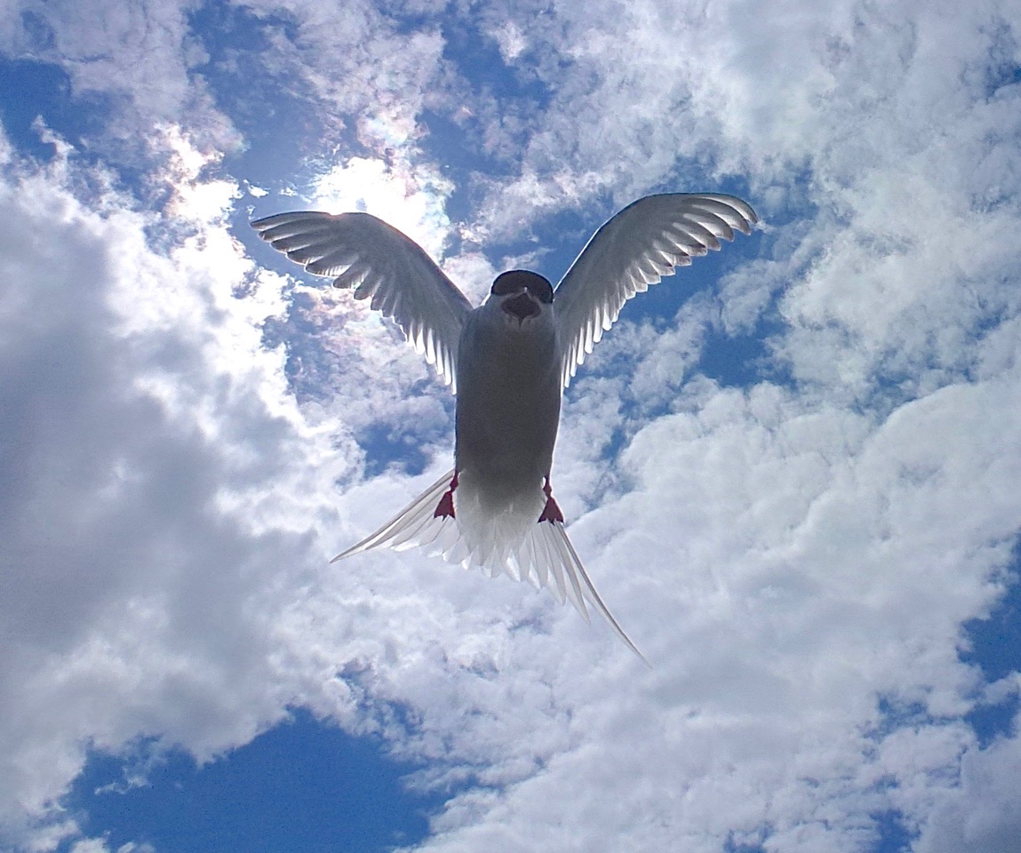 2nd = Michael Sadler - Arctic Tern Threat