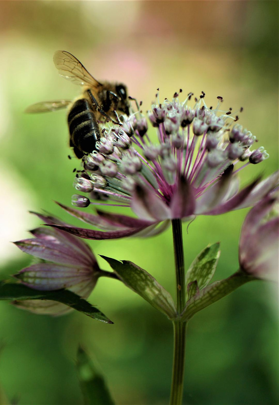 Bee on Astrantia by Val Spencer