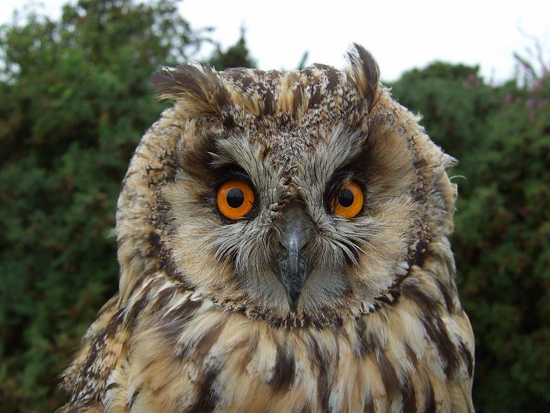 Eagle Owl by June Atkinson