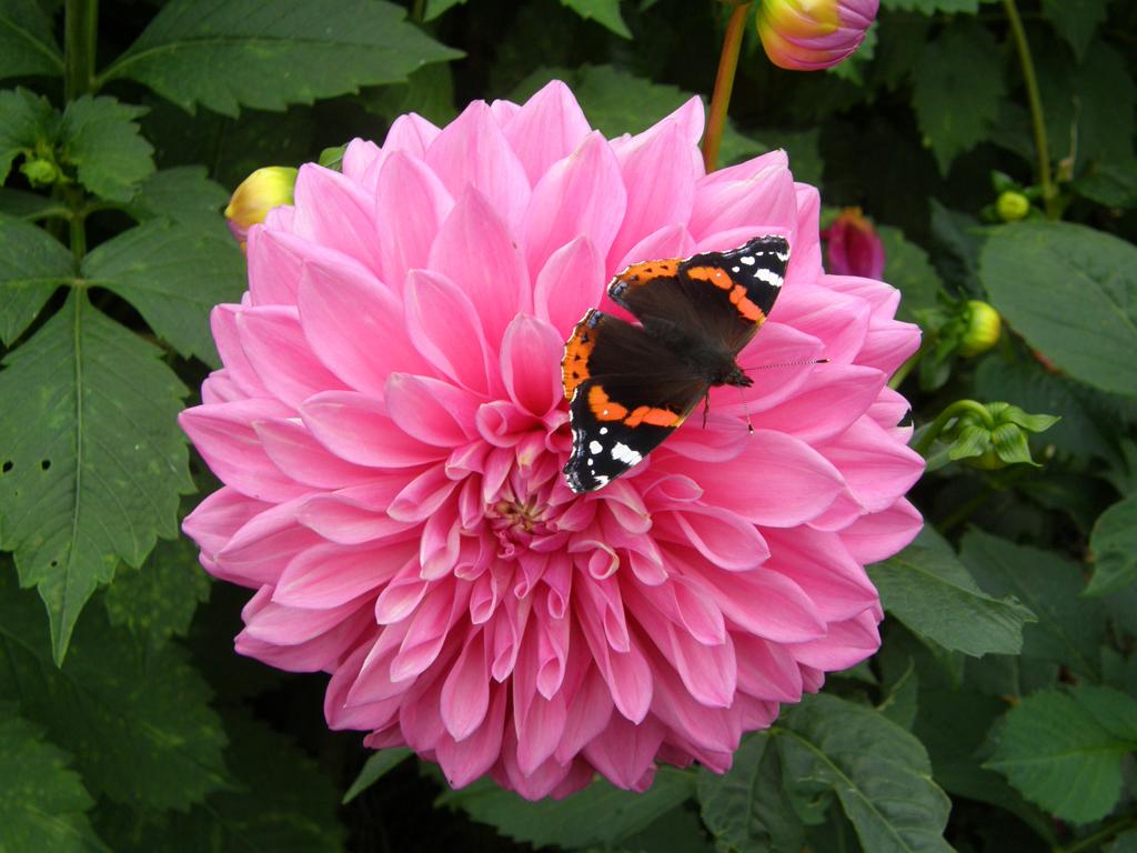 Red Admiral on Dahlia by June Atkinson