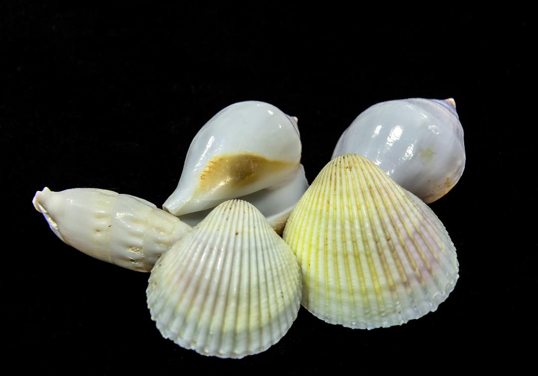 Seashells by Fara Serajian