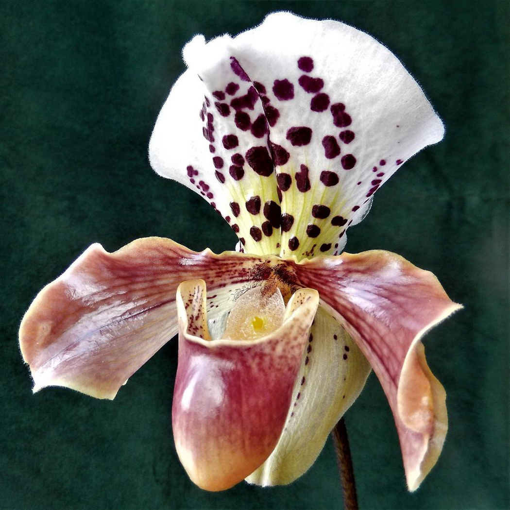 Slipper Orchid by Val Spencer