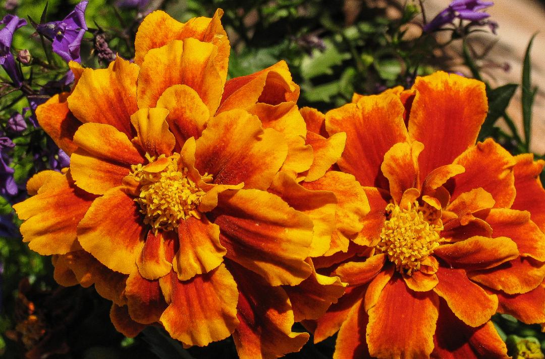 Tagetes by Tony Phillips