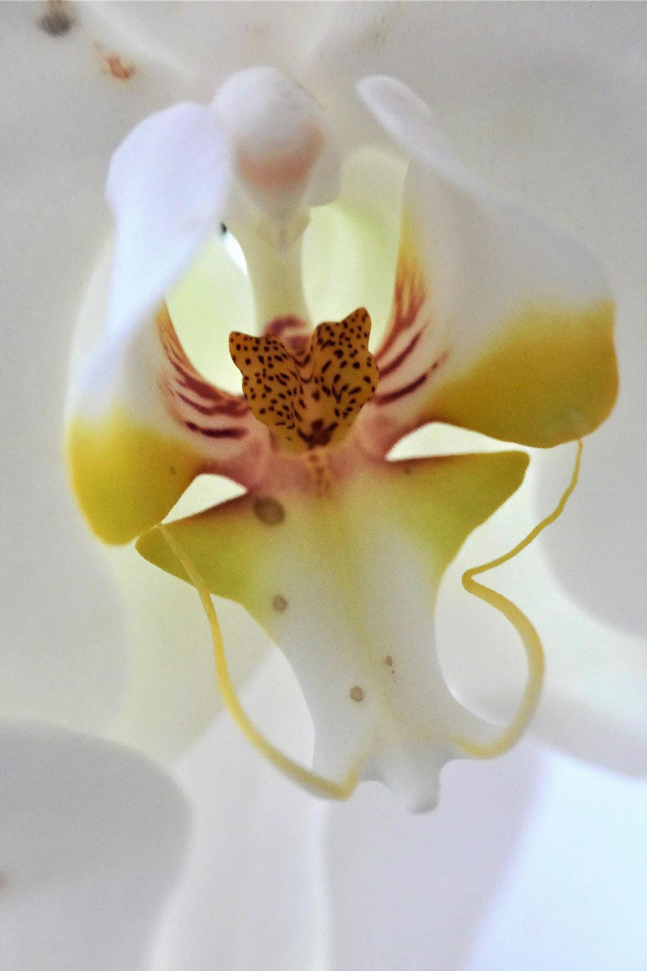 White Orchid by Val Spencer