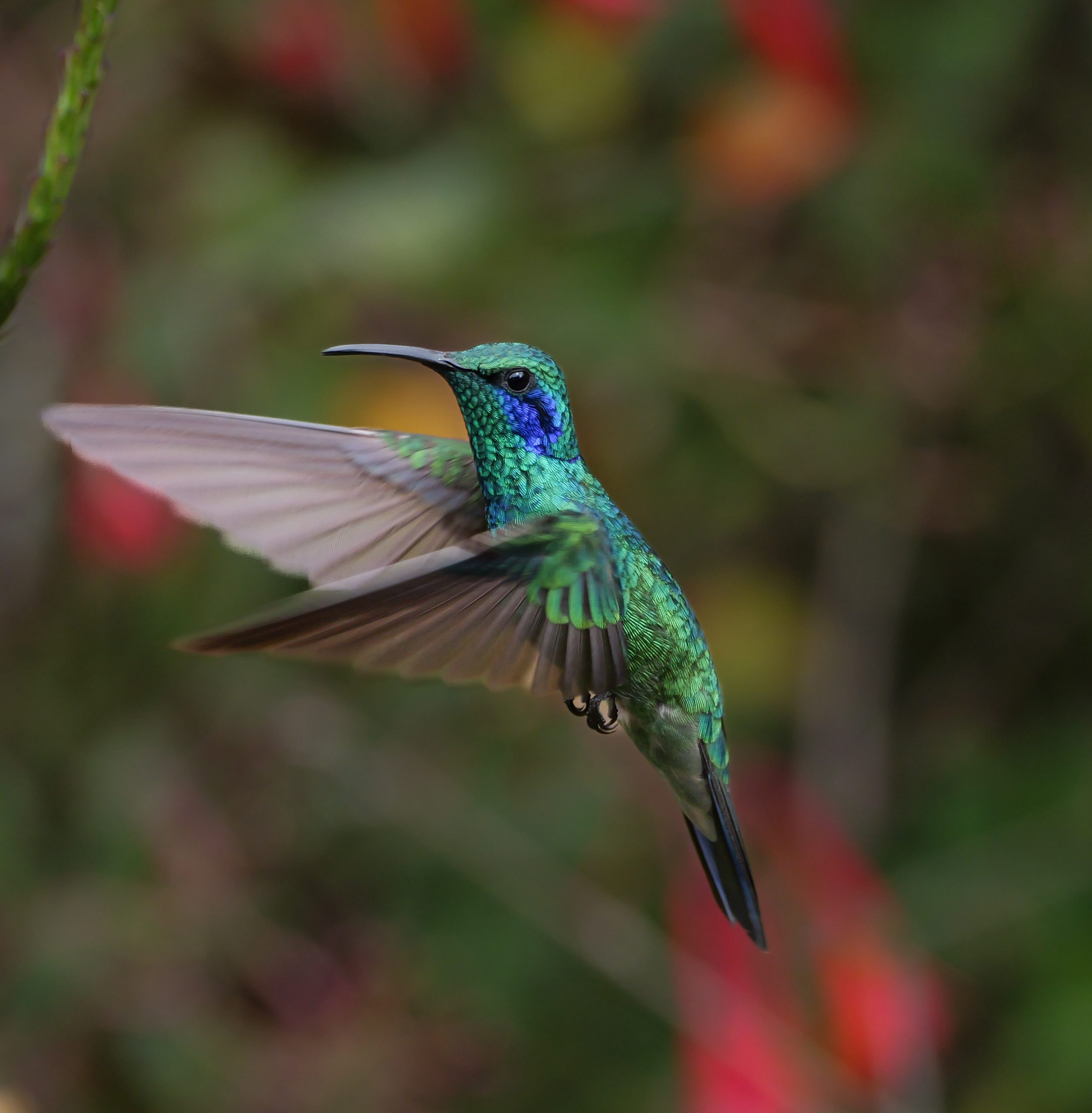 4th Violetear_Hummingbird