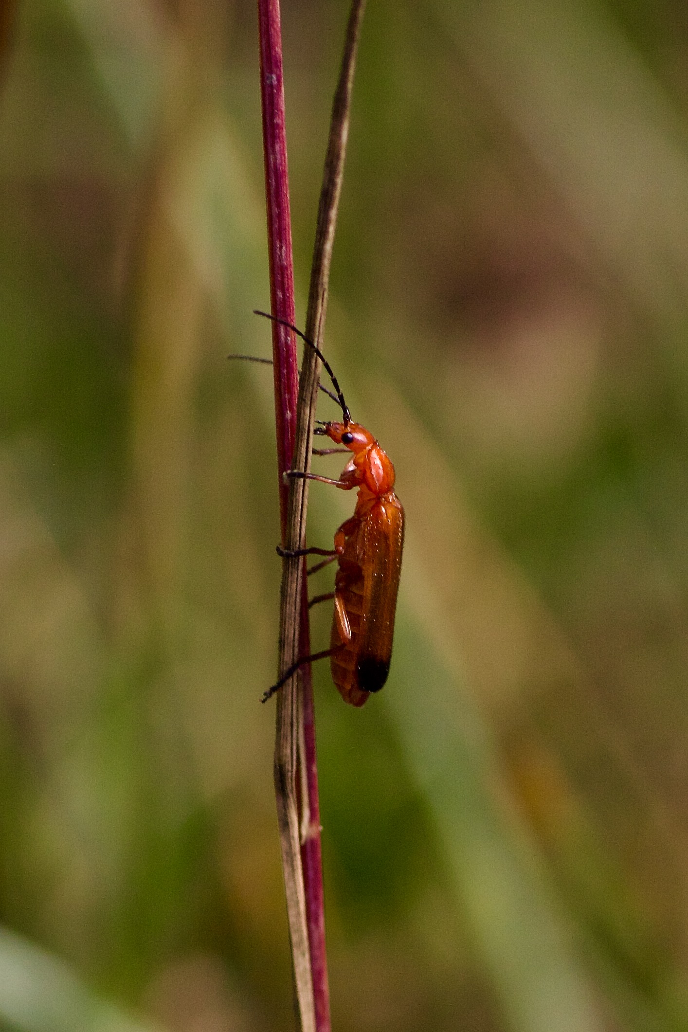 5th SoldierBeetle